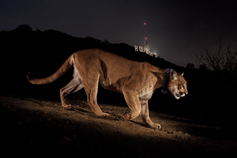 Photo taken by Steve Winter that was used as the cover of the December 2013 National Geographic issue.